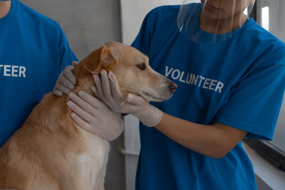 Team of pet care professionals working together in a modern boarding facility