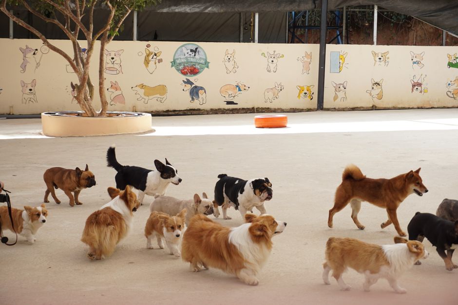 Professional dog boarding facility with clean accommodations and trained staff