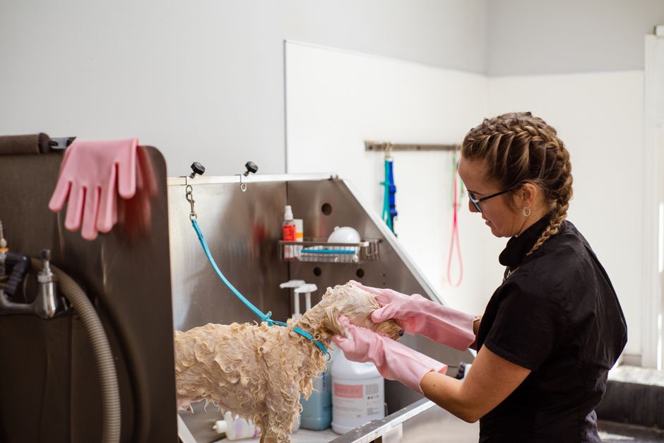 Dog grooming service showing expert care and professional styling