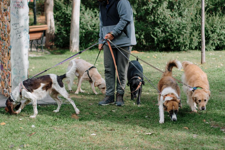 Experienced dog trainer demonstrating proper walking and obedience techniques with professional methods